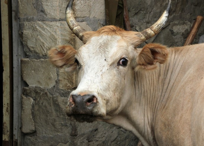 Sirun -- Nice Pretty heifer