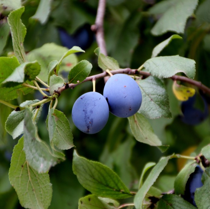 Plums of Thsaghkavan