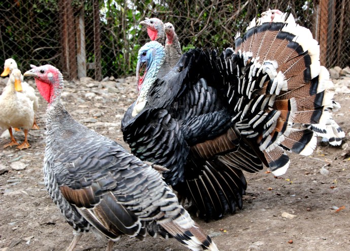Veronica's Turkeys