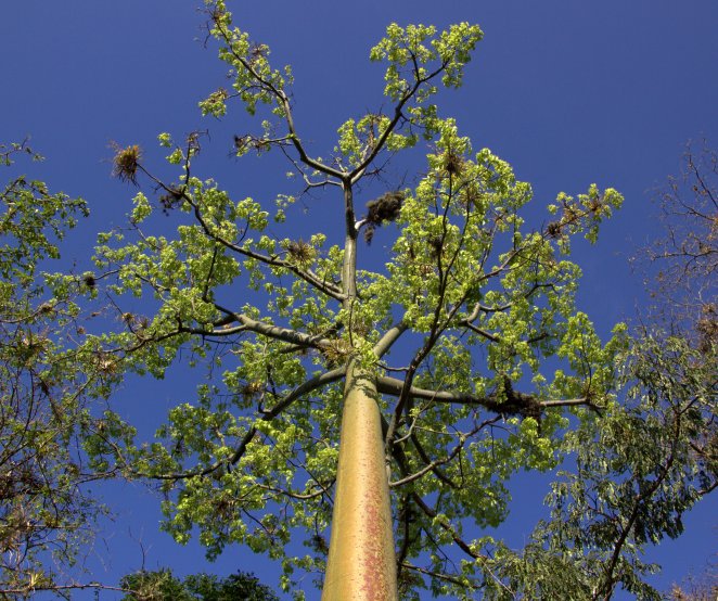 big ceiba
