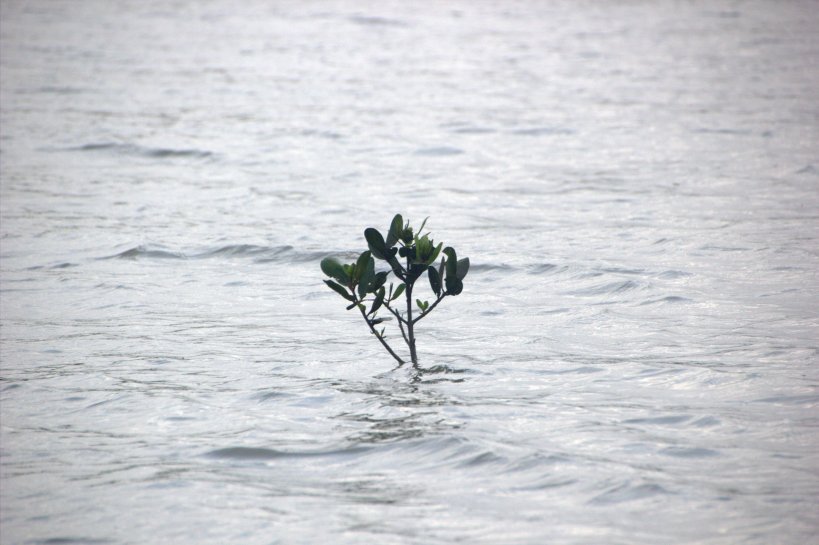 A brave little mangrove sets its roots in the ocean.